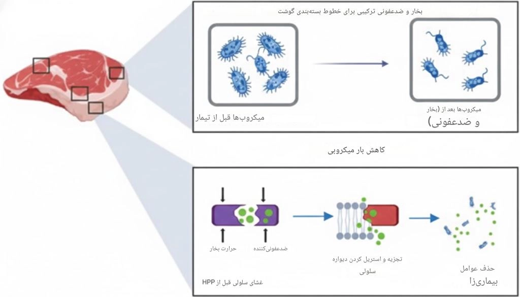 کاهش بار میکروبی با بخاردهی خطوط بسته بندی گوشت