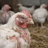 رئوویروس در مرغ ها