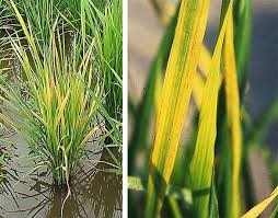 بیماری ویروسی برنج