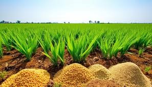 کودهای برنج