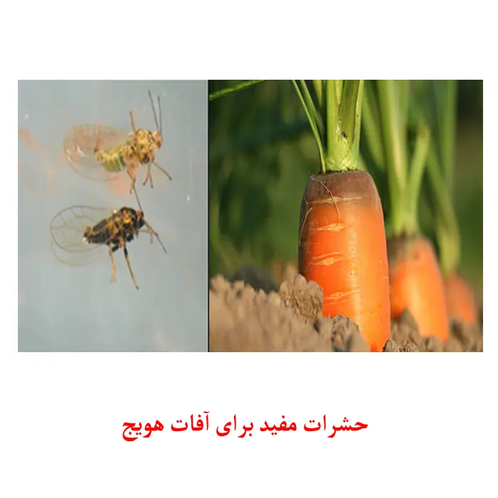 کنترل بیولوژیکی آفات و بیماری های هویج