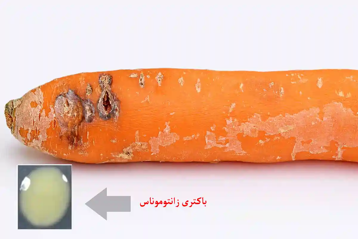 باکتری زانتاناموس عامل بیماری باکتریایی هویج