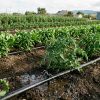 drip-irrigation