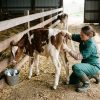 Metritis in cow