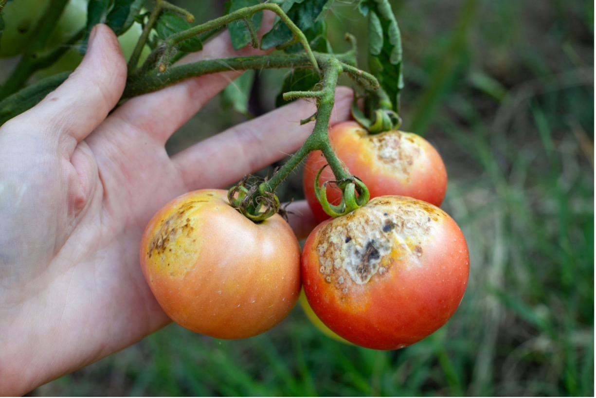 پوسیدگی پس از برداشت گوجه فرنگی